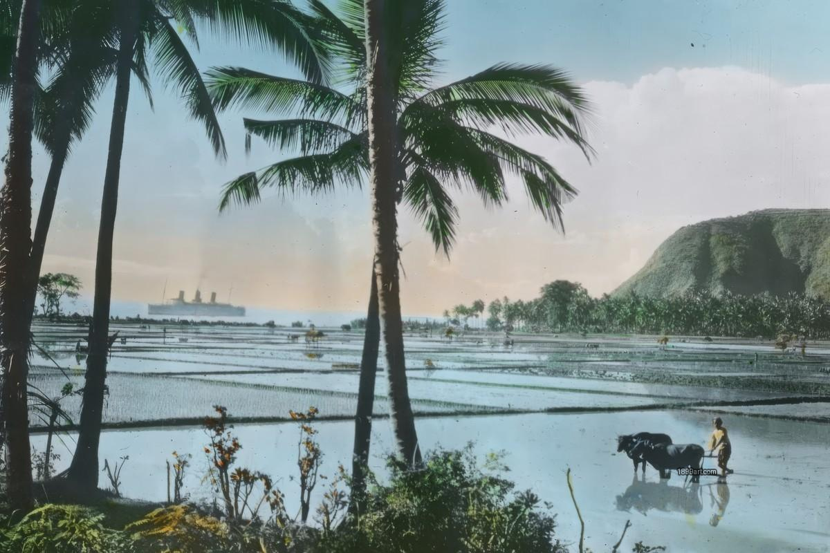 Farmer plows flooded rice paddy with two water buffalo and palms