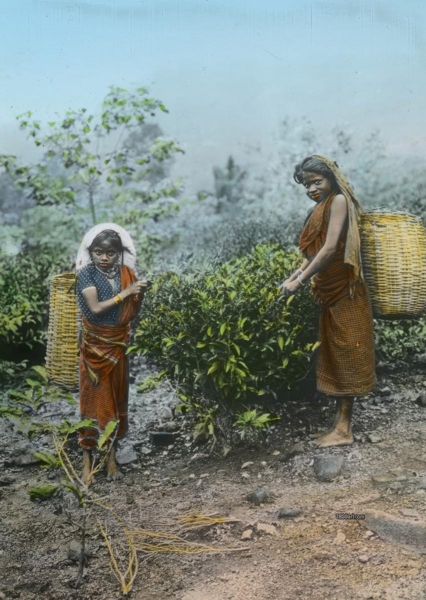Two barefoot women pick tea leaves with baskets on their backs