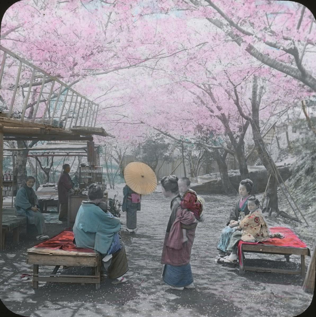 People in traditional clothing gather under cherry blossoms, some seated on benches