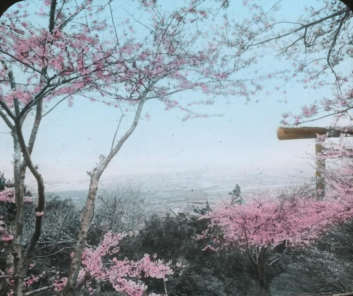 Cherry blossoms frame a wooden torii gate overlooking a hazy town