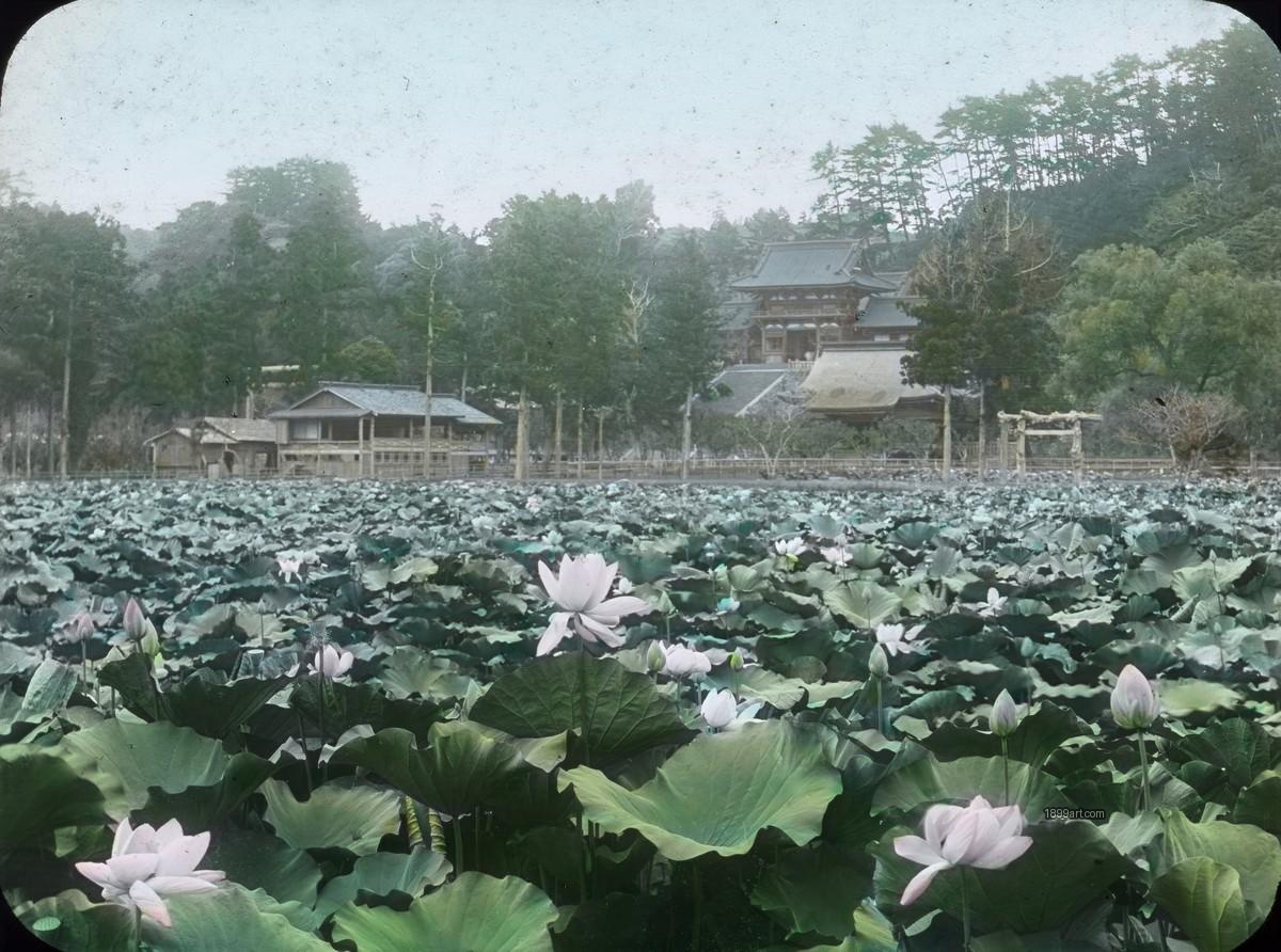 Pink lotus flowers cover a pond with a temple behind trees