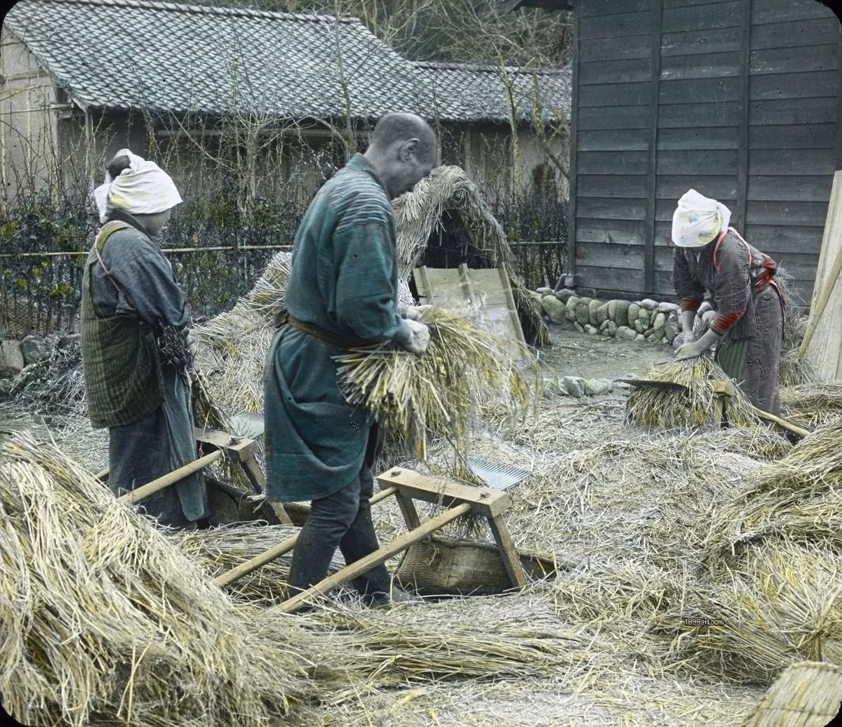 Three people thresh rice among straw bundles near wooden buildings