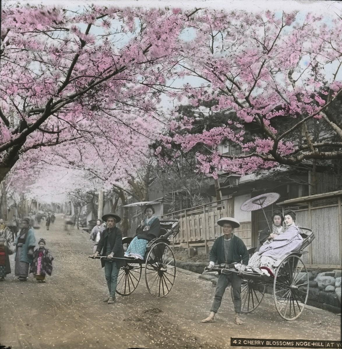 Two rickshaws carry passengers under cherry blossoms on a roadside path