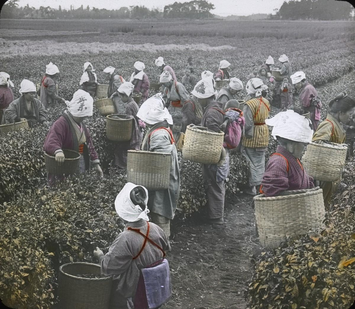 Women in headscarves pick tea leaves, carrying woven baskets in a field