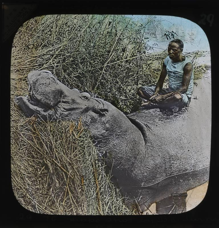 1899art Africa Rhinoceros Man Sitting on Rhino Hand Colored Glass Slide Handcolored 1900s 1899art. Historical photograph from the 1899art Archive.