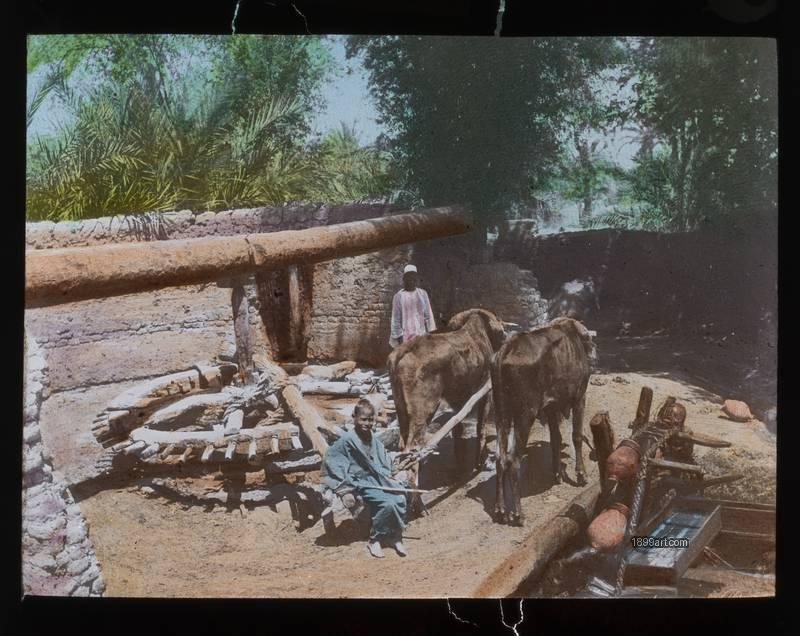 1899art Egypt Nile Valley Saqiya Animal Powered Irrigation Hand Colored Handcolored 1900s 1899art. Historical photograph from the 1899art Archive.