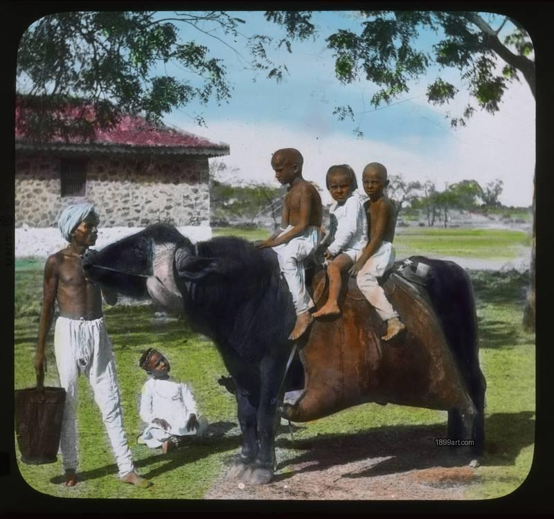 1899art Indian Children Riding a Buffalo Handcolored 1900s 1899art. Historical photograph from the 1899art Archive.