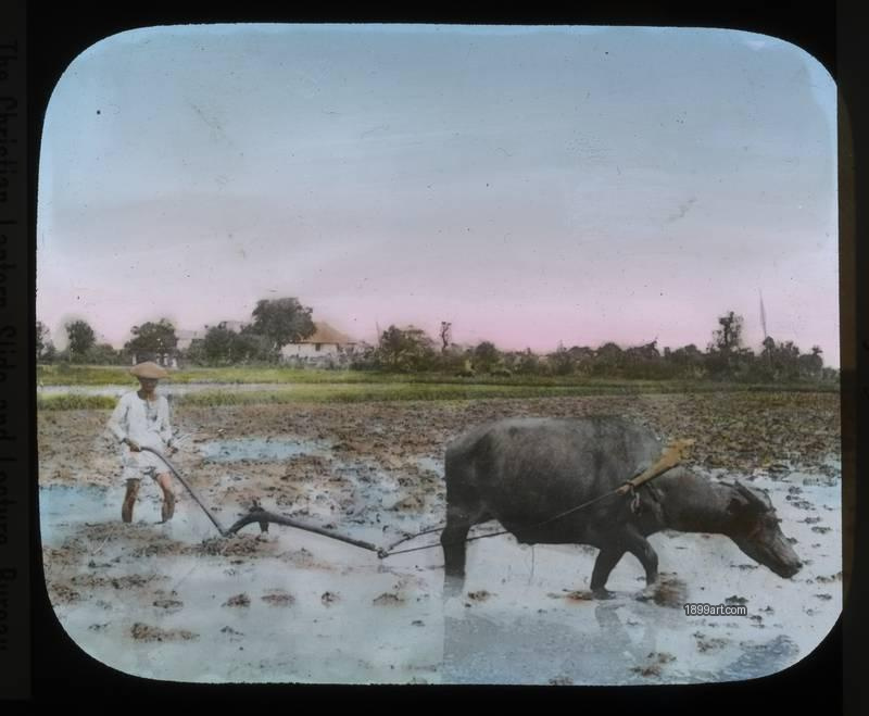 1899art Japan Plowing For Rice C1900 Handcolored 1900s 1899art. Historical photograph from the 1899art Archive.