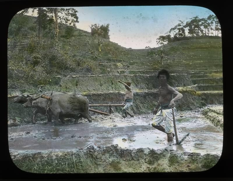1899art Kali West Java Canal Village Water Buffalo Plowing Handcolored C1900 Handcolored 1900s 1899art. Historical photograph from the 1899art Archive.