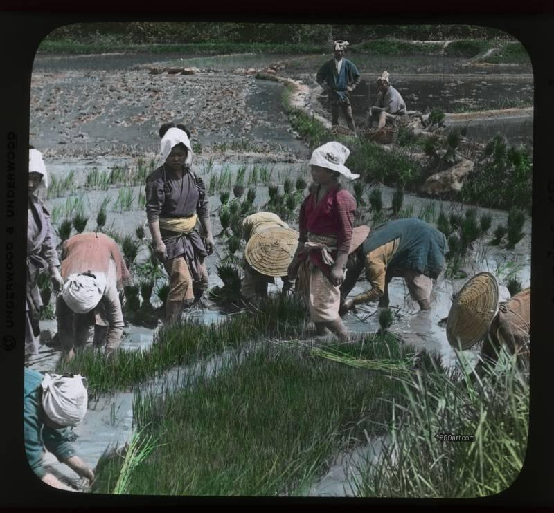 1899art Pulling Up Young Rice For Transplanting Japan Handcolored 1900s 1899art. Historical photograph from the 1899art Archive.