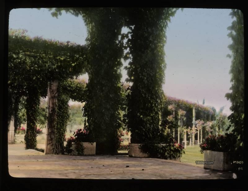 1899art Rose Garden Handcolored 1900s 1899art. Historical photograph from the 1899art Archive.