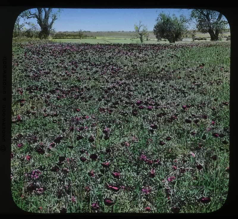 1899art Roses of Sharon on the Plain of Sharon Handcolored 1900s 1899art. Historical photograph from the 1899art Archive.