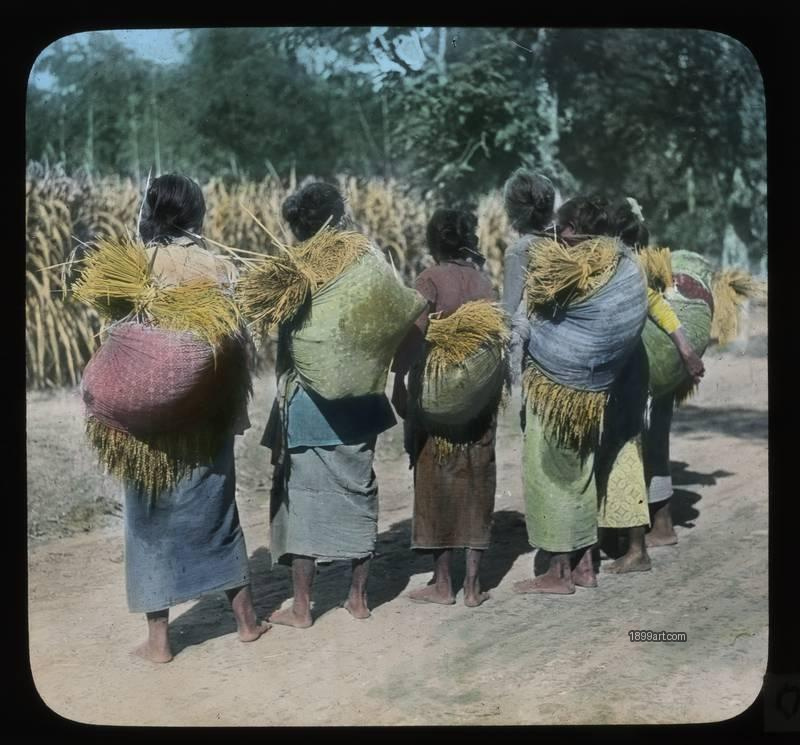 1899art Rural Women Carrying Harvest Sheaves C1900 Handcolored 1900s 1899art. Historical photograph from the 1899art Archive.