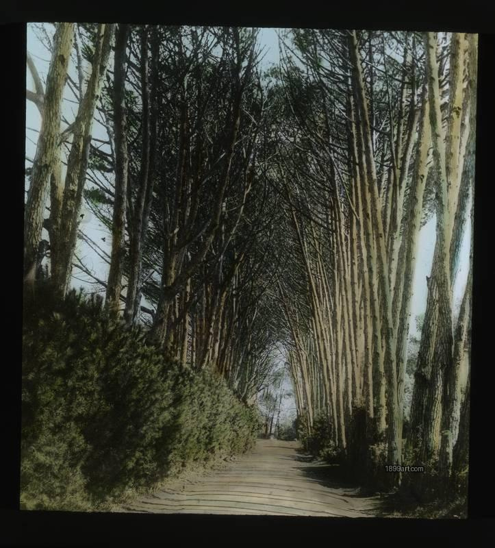 1899art S Africa Ave of Firs a Rodeboset Handcolored 1900s 1899art. Historical photograph from the 1899art Archive.
