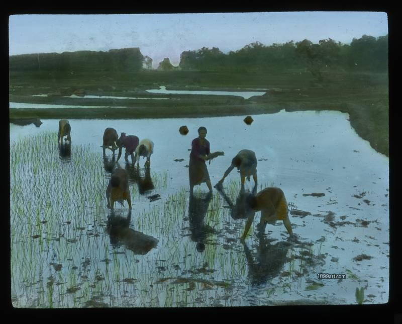 1899art South Asia Rice Transplanting in Flooded Fields C1900 Handcolored 1900s 1899art. Historical photograph from the 1899art Archive.