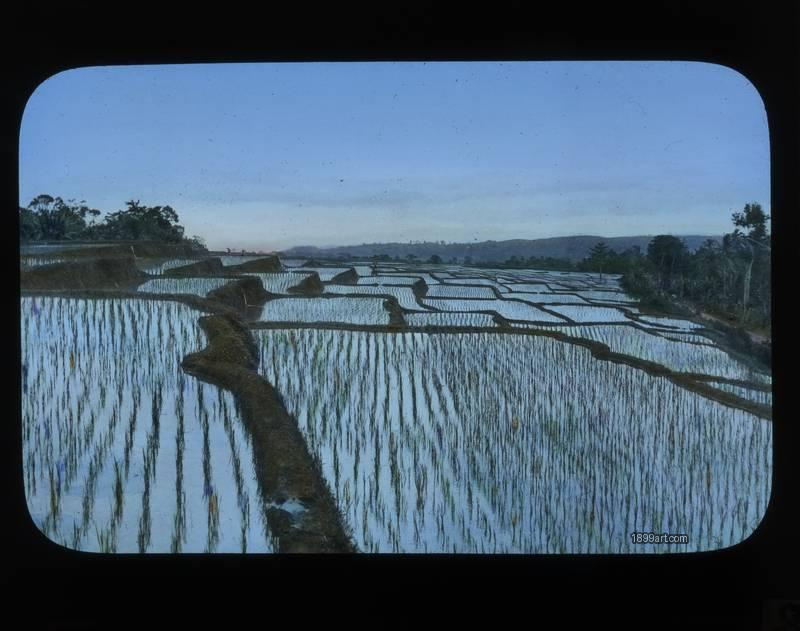 1899art Southeast Asia Rice Fields Terraced Landscape C1900 Handcolored 1900s 1899art. Historical photograph from the 1899art Archive.