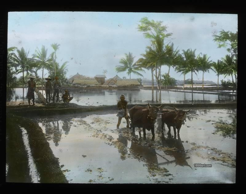1899art Southeast Asia Rice Paddies Water Buffalo Farmers Handcolored C Handcolored 1890s 1899art. Historical photograph from the 1899art Archive.