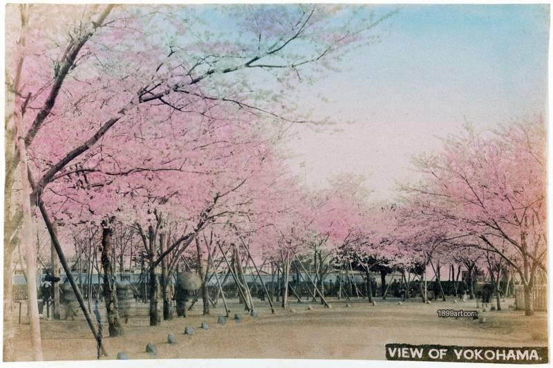 1899art Japan View of Yokohama – Cherry Blossom Park, c. 1890 Handcolored 1899art. Historical photograph from the 1899art Archive.