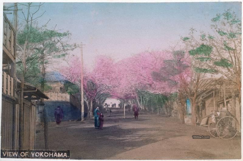 1899art Japan View of Yokohama – Cherry Blossom Street, c. 1900 Handcolored 1899art. Historical photograph from the 1899art Archive.