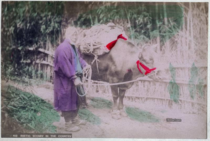 1899art Japan Japanese Farmer Leading a Pack Ox on a Country Path, Japan, c. 1895–1905 Handcolored 1899art. Historical photograph from the 1899art Archive.