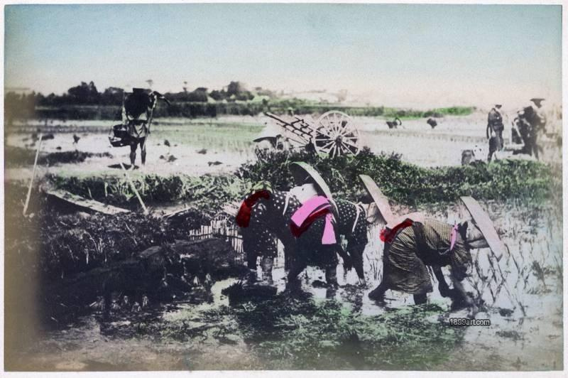 1899art Women Transplanting Rice Seedlings, Japan, c. 1890 Handcolored 1899art. Historical photograph from the 1899art Archive.