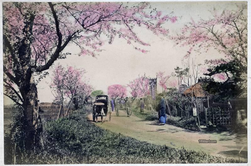1899art Cherry blossom avenue with rickshas near Tokyo, likely along the Edogawa area, circa 1895–1905 1899art. Historical photograph from the 1899art Archive.
