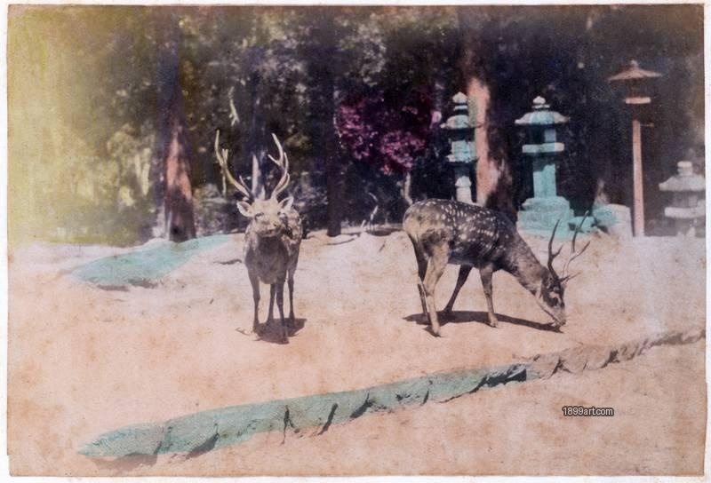 1899art Sacred Sika Deer at Nara Park Handcolored 1900s 1899art. Historical photograph from the 1899art Archive.