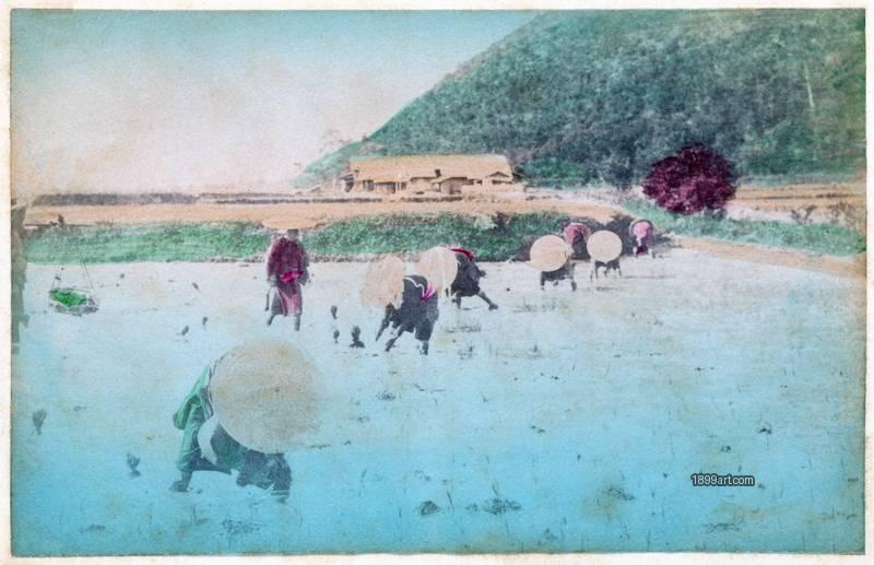 1899art Rice Planting in a Rural Landscape, Japan Handcolored 1900s 1899art. Historical photograph from the 1899art Archive.