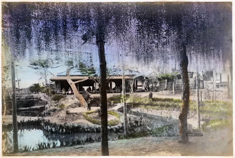 1899art Wisteria Blossoms at Kameido Tenjin Shrine, Tokyo, Japan Handcolored 1900s 1899art. Historical photograph from the 1899art Archive.