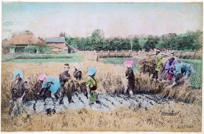 1899art Japan Peasants Harvesting Rice in Rural Japan Handcolored 1900s 1899art. Historical photograph from the 1899art Archive.