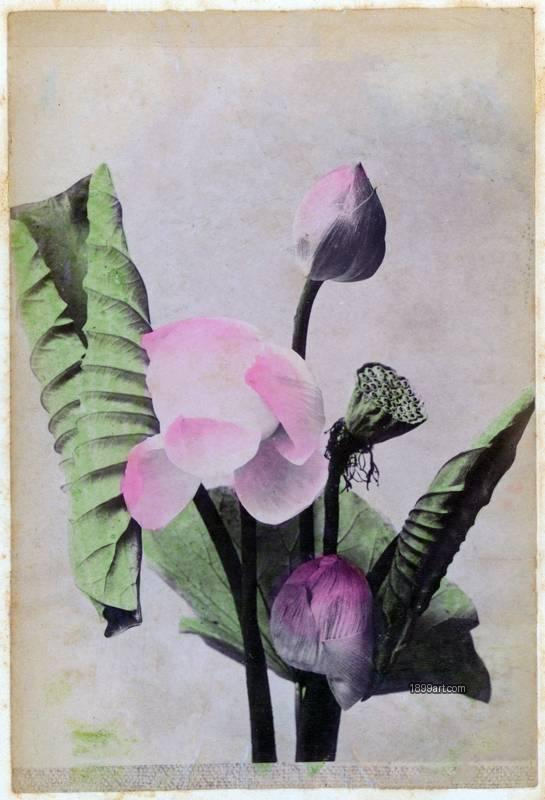 1899art Lotus Flower, Meiji Period Final image from a Kusakabe Kimbei album 1899art. Historical photograph from the 1899art Archive.