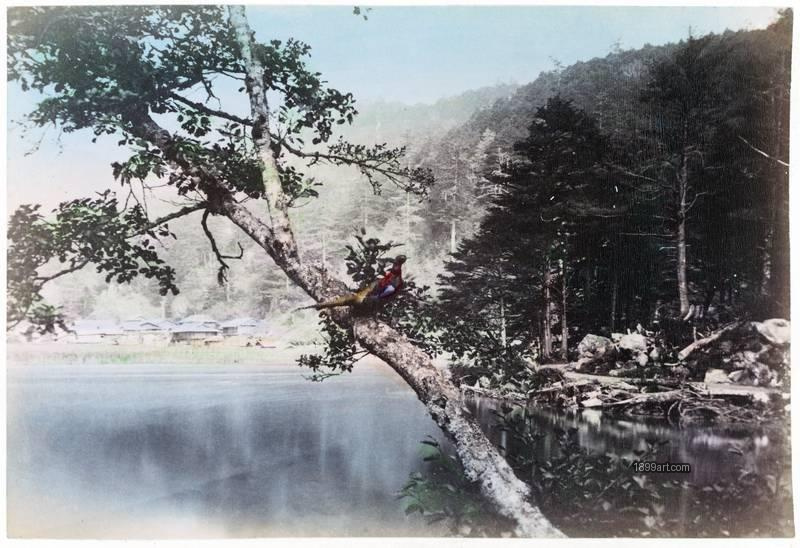 1899art Japan pheasant Bird on Tree Branch Handcolored 1900s 1899art. Historical photograph from the 1899art Archive.