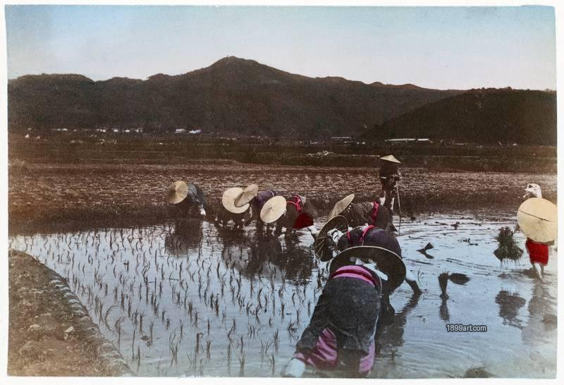1899art  Rice Transplanting (Taue), Japan Handcolored 1900s 1899art. Historical photograph from the 1899art Archive.